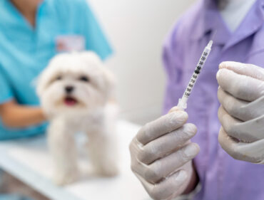 Pet vaccination Services At Kingston