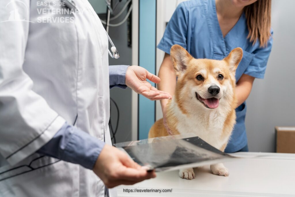 Pet Xray Services