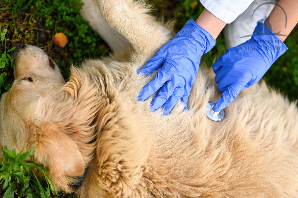 pet emergency clinic