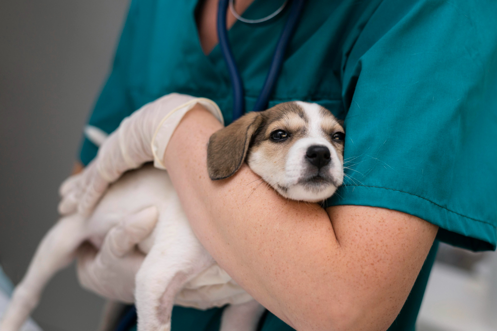 A veterinarian performing surgery on a dog at GRAH Kingston