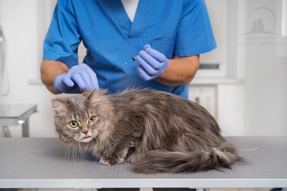 Pet-Vaccinations-kingston