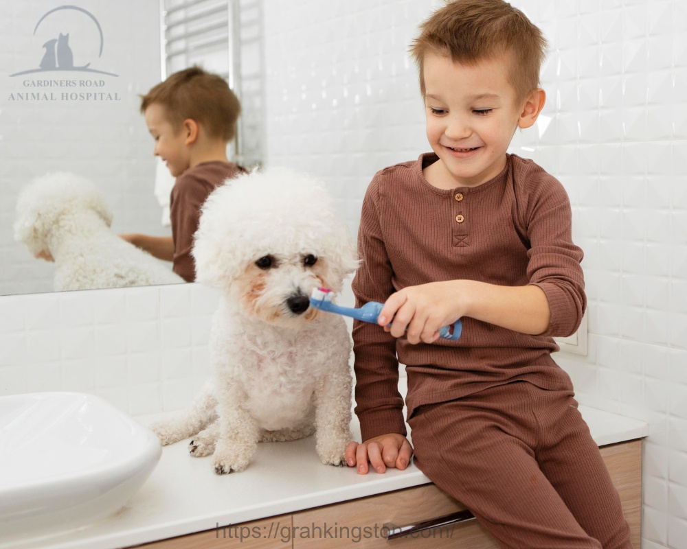 Pet Dental Care Services