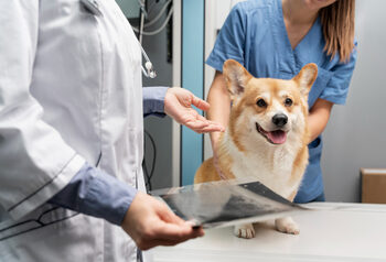 Pet-Xray-In-Kingston Pet Xray Services