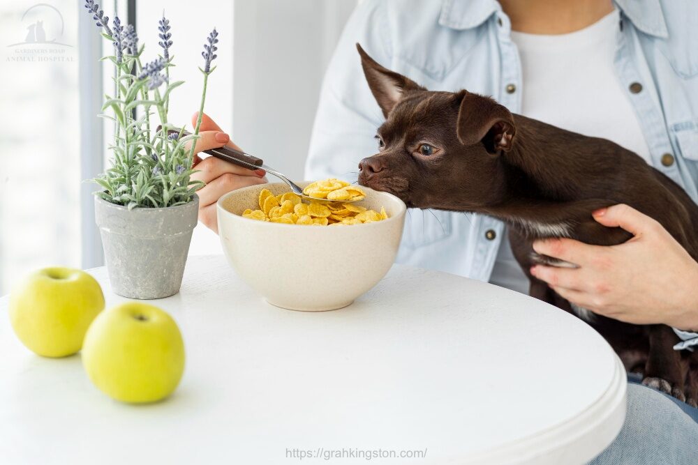Cat & Dog Nutrition Kingston