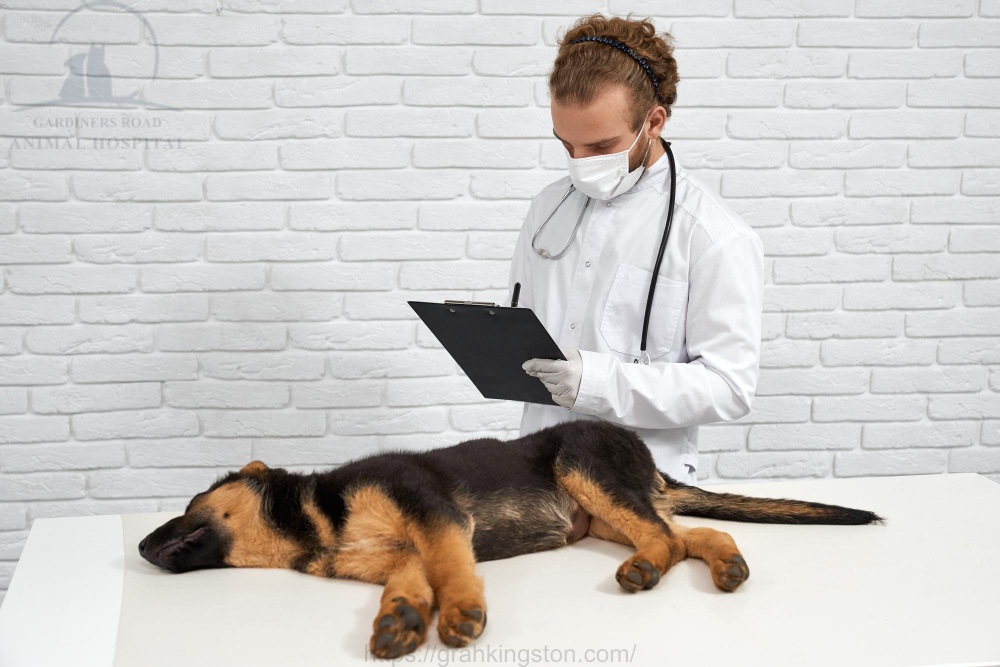 Pet Annual Health Exams