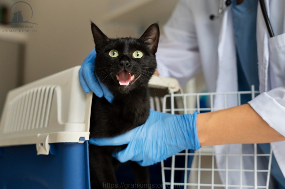 Pet Xray Services Kingston