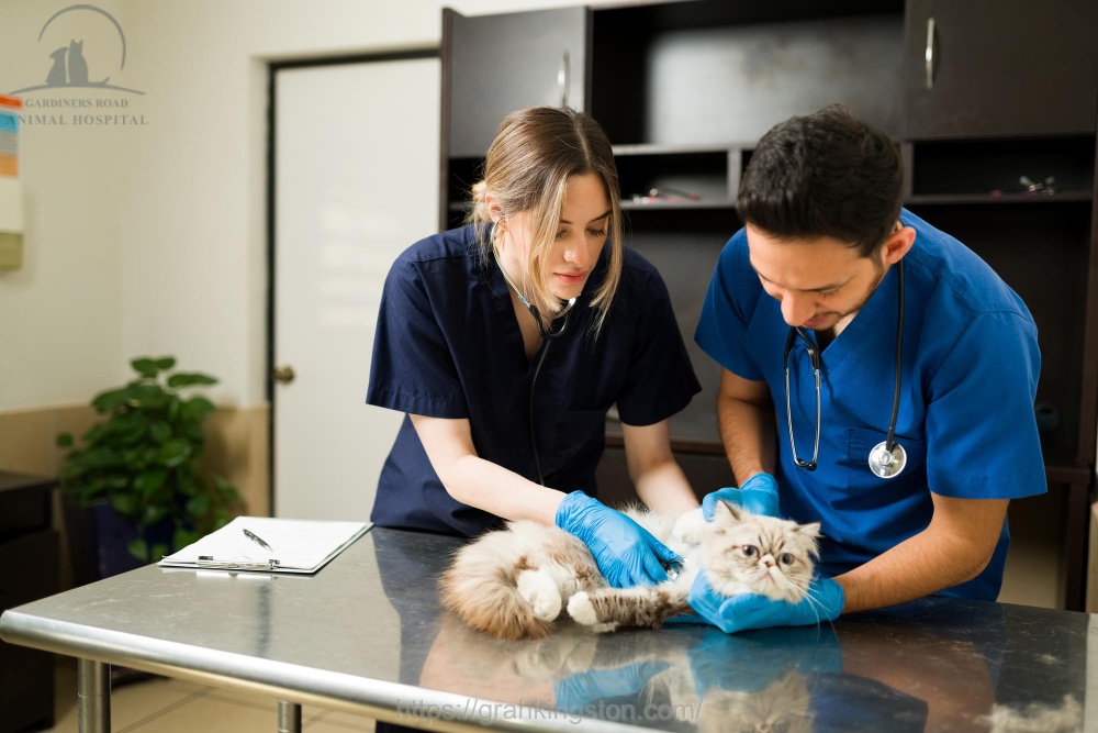 Pet Surgery Kingston