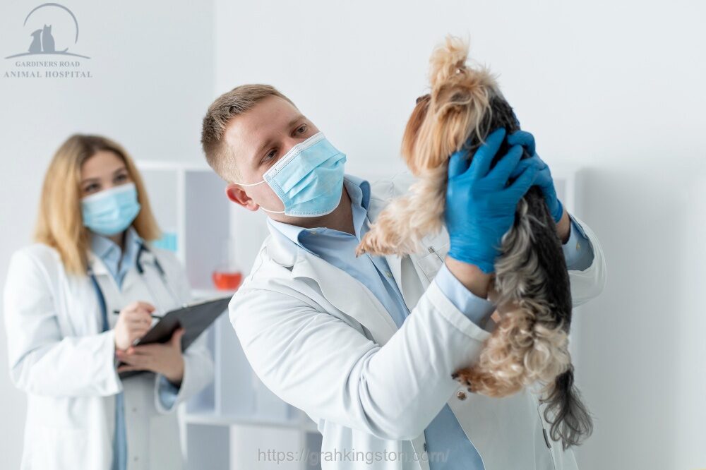 Dog And Cat Laboratory Kingston