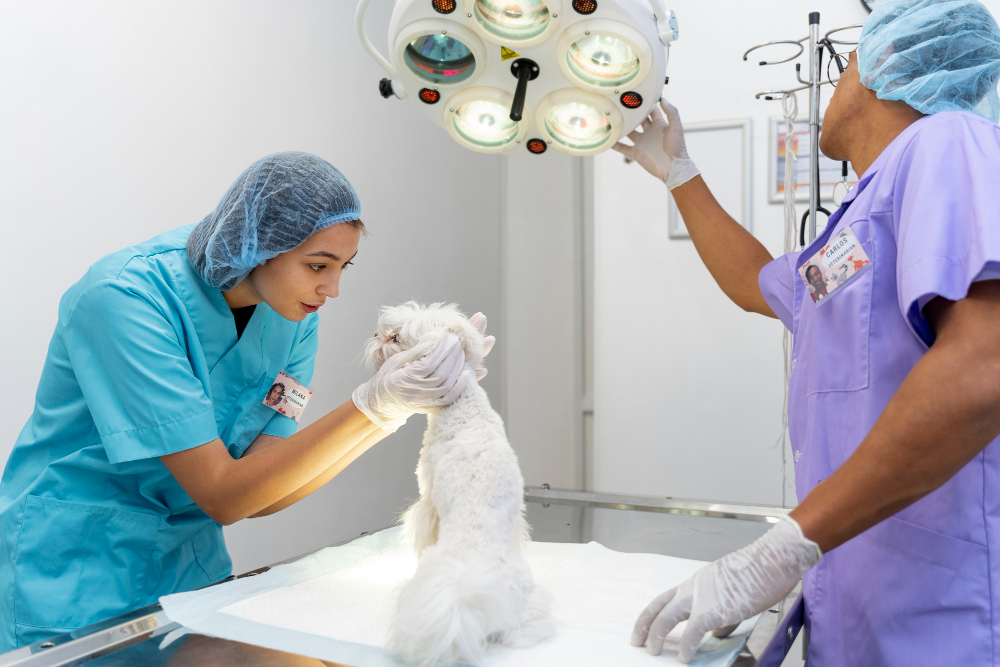 Vet Surgery Kingston