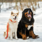 How Much Does a Vet Visit Cost in Kingston Ontario